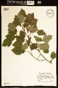 Crataegus macrosperma image