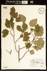 Crataegus macrosperma image