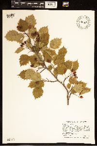 Crataegus macrosperma image