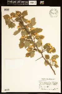 Crataegus macrosperma image