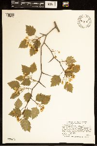 Crataegus macrosperma image