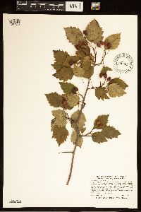 Crataegus macrosperma image