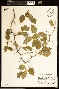 Crataegus macrosperma image