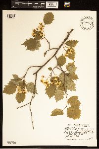 Crataegus macrosperma image