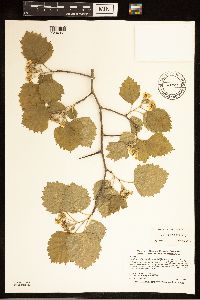 Image of Crataegus submollis