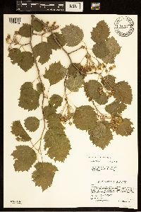 Crataegus submollis image