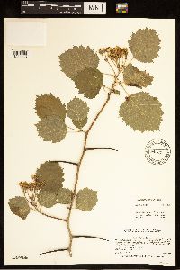 Crataegus submollis image