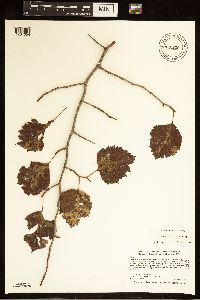 Crataegus submollis image