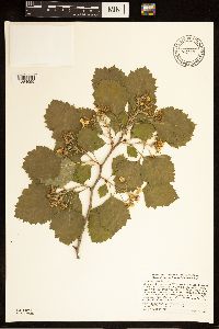 Crataegus submollis image