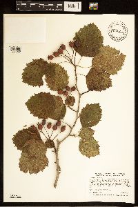 Crataegus submollis image
