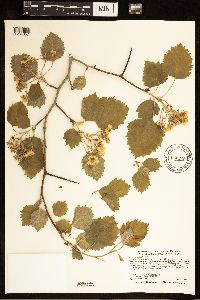Crataegus submollis image