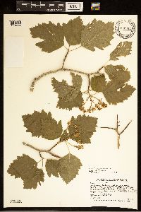 Crataegus submollis image
