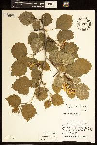 Crataegus submollis image