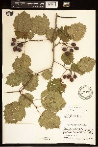 Crataegus submollis image