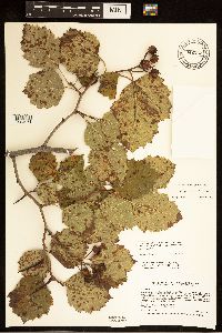 Crataegus submollis image