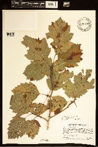 Crataegus submollis image