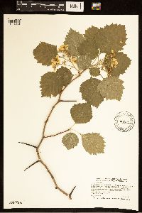 Crataegus submollis image