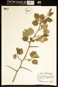 Crataegus submollis image