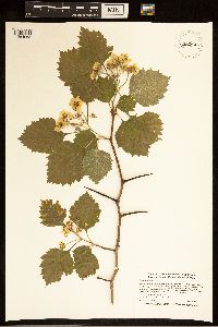 Crataegus submollis image