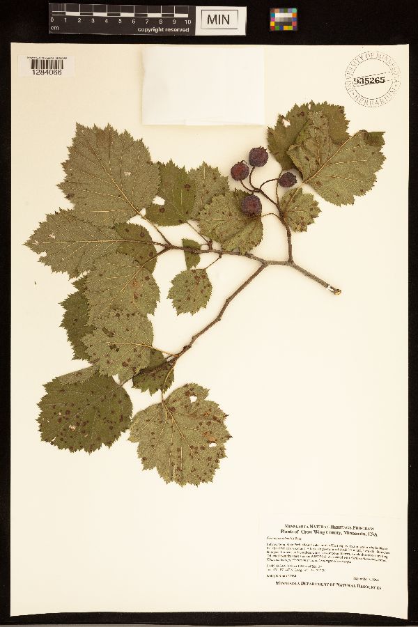 Crataegus submollis image