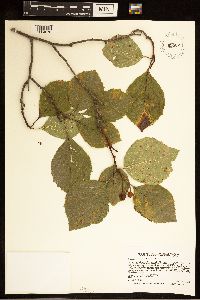 Crataegus succulenta image