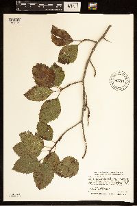 Crataegus succulenta image