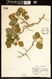 Crataegus succulenta image