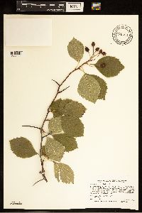 Crataegus succulenta image