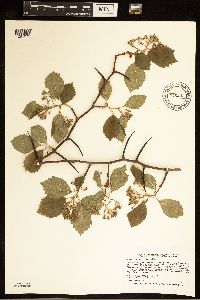 Crataegus succulenta image