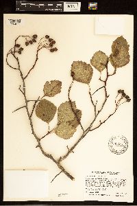 Crataegus succulenta image