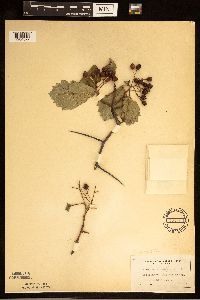 Crataegus succulenta image