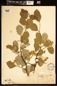 Crataegus succulenta image
