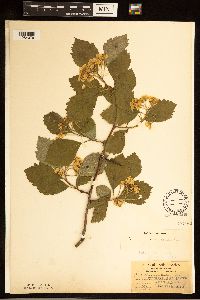 Crataegus succulenta image