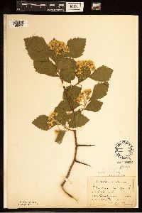 Crataegus succulenta image