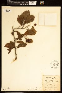 Crataegus punctata image