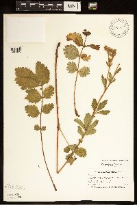 Media resource of Drymocallis arguta