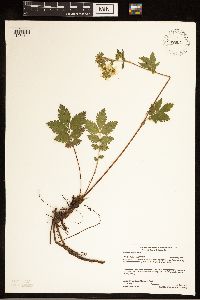 Drymocallis arguta image