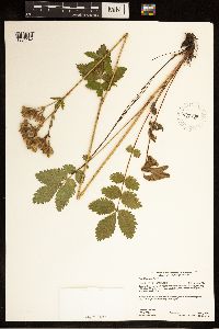 Drymocallis arguta image