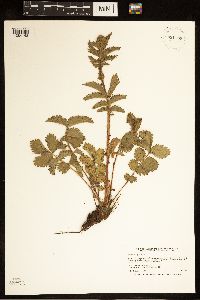 Drymocallis arguta image