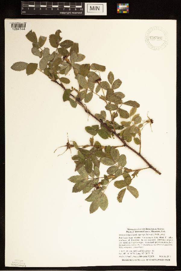 Rosa acicularis image