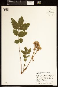 Drymocallis arguta image