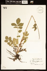 Drymocallis arguta image