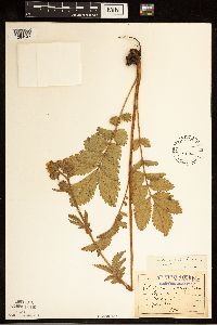 Drymocallis arguta image