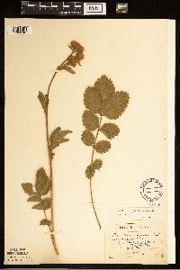 Drymocallis arguta image