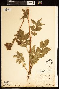 Drymocallis arguta image