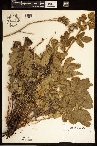 Drymocallis arguta image