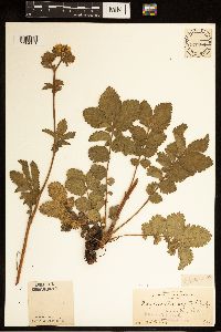 Drymocallis arguta image