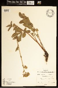 Drymocallis arguta image