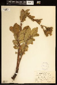 Drymocallis arguta image