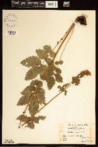 Drymocallis arguta image